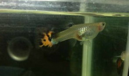 孔雀鱼生小鱼的视频